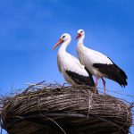 storks give birth on nest in the netherlands