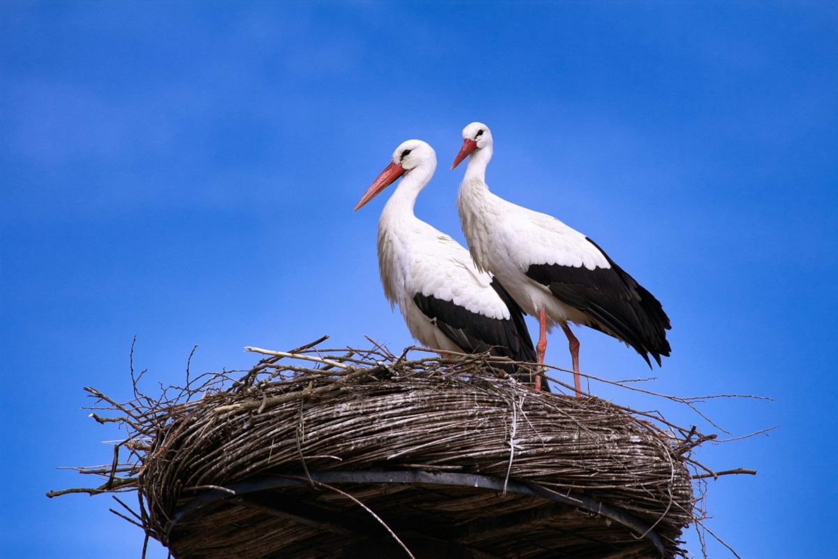 storks give birth on nest in the netherlands